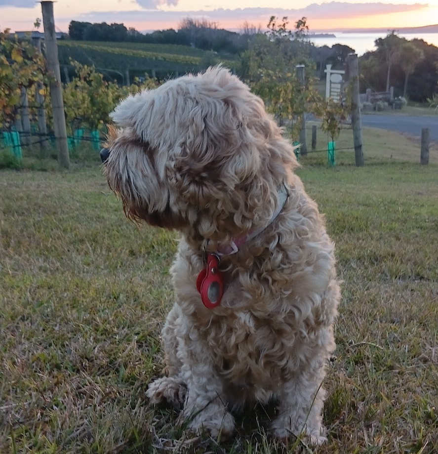 Dog sitting among the vines at sunset